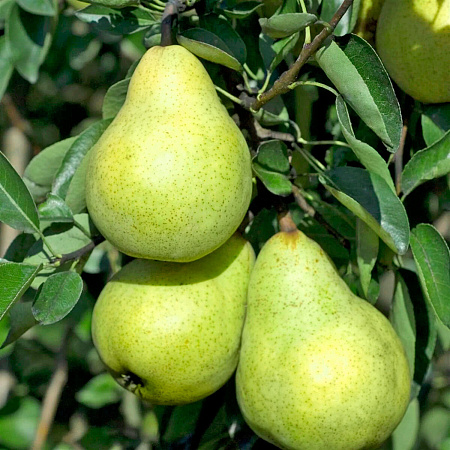 Фото Груша Ноябрьская