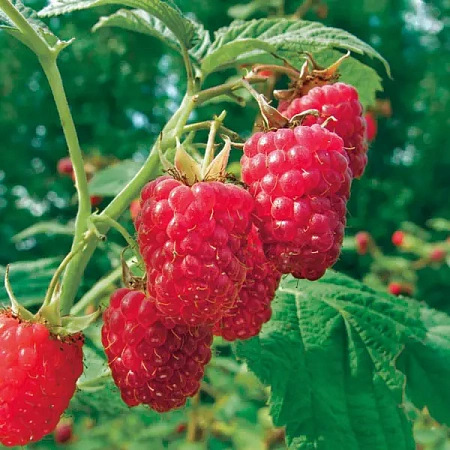 Фото Малина летняя Микер