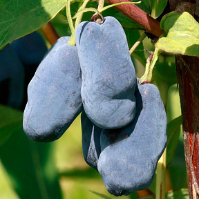 Жимолость Колин