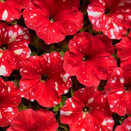 Фото Петуния Млечный путь красная