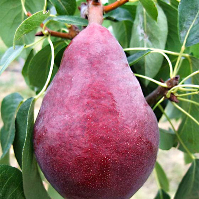 Груша Ред Фаворитка