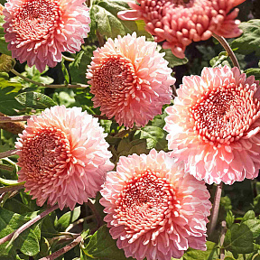Хризантема корейская Розалинда