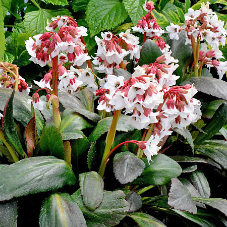 Фото Бадан Файр Энд Айс