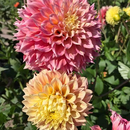 Фото Георгин декоративный Коган Фубуки