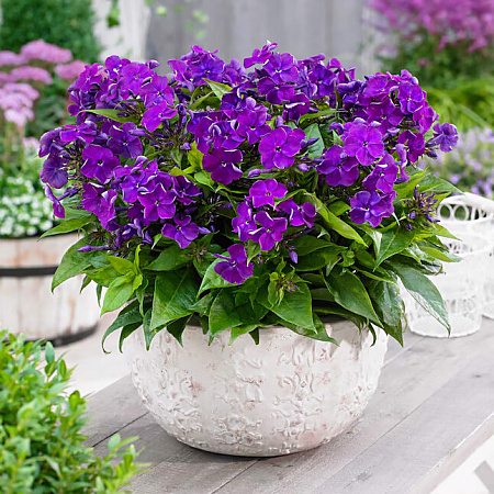 Фото Флокс метельчатый Набор Бамбини