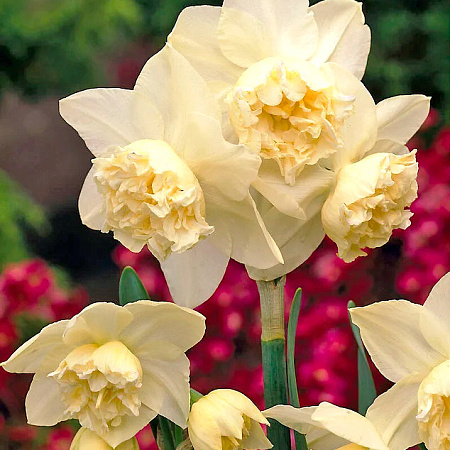 Фото Нарцисс Вайт Марвел