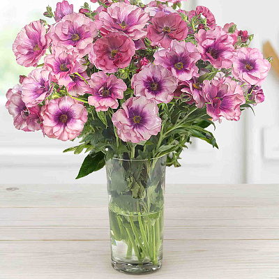 Лютик Баттерфляй Фива