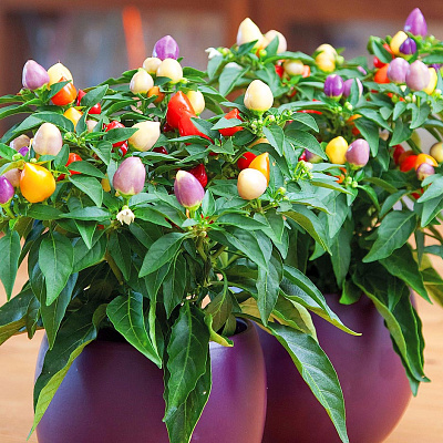 Перец декоративный Арлекин