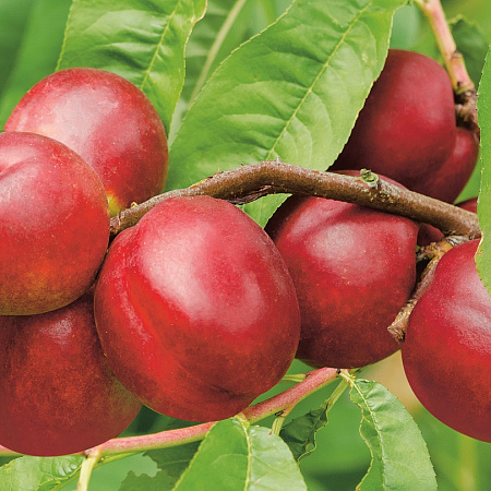 Фото Слива Неженка