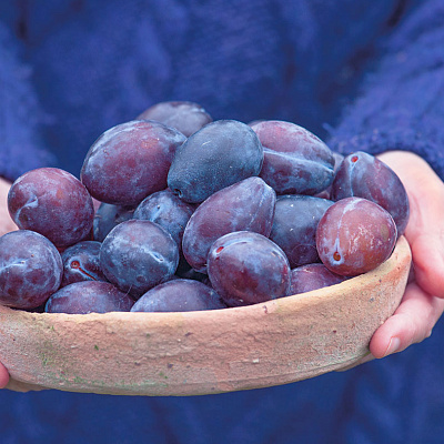 Слива Синяя птица