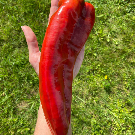 Фото Перец сладкий Саурон F1