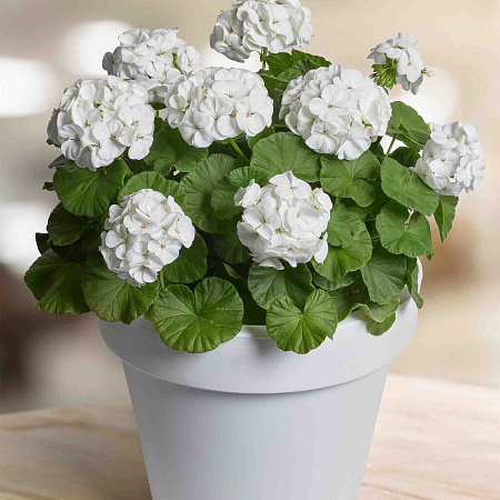 Фото Герань Прекрасные славянки Бланка