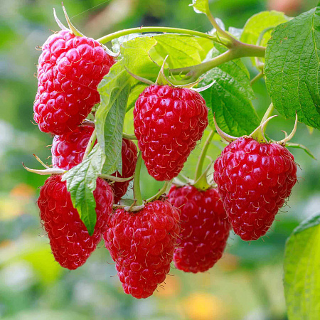 Фото Малина Глен Ди