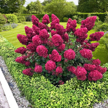 Фото Гортензия метельчатая Самарская Лидия