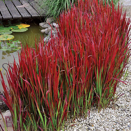 Фото Императа цилиндрическая Ред Барон