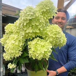 Гортензия метельчатая Вайтлайт