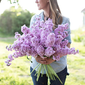 Левкой Катц Лайт Лавендер