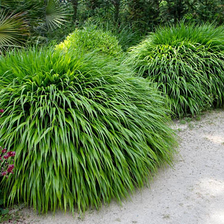 Фото Хаконехлоа большая Гринхиллс