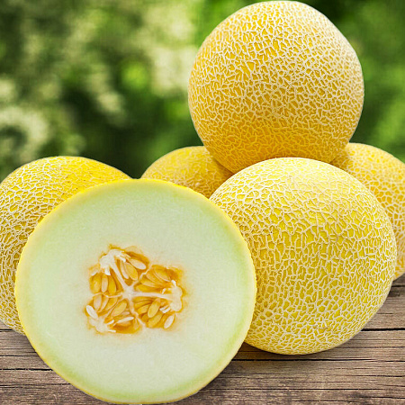 Фото Дыня Услада