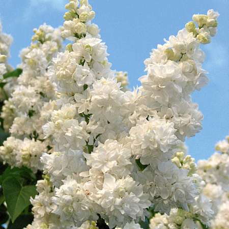 Фото Сирень обыкновенная Моник Лемуан