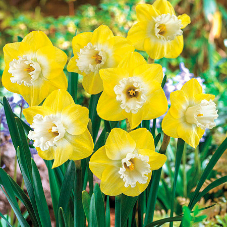 Фото Нарцисс Сноу Фриллз