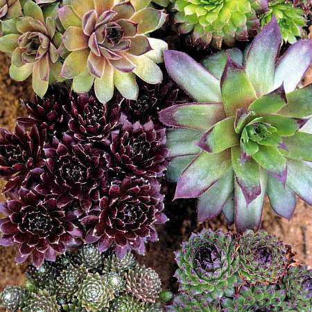 Фото Молодило Самоцветы набор