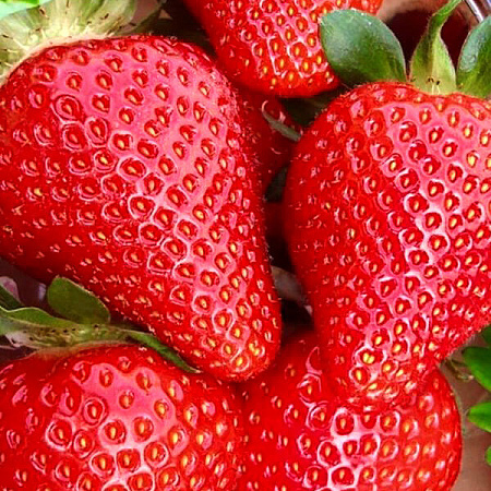 Фото Земляника садовая Вивара
