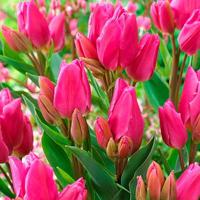 Тюльпан многоцветковый Хэппи Фэмили