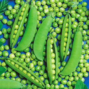 Горох Шугар флеш