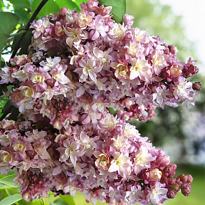 Сирень обыкновенная Лорка