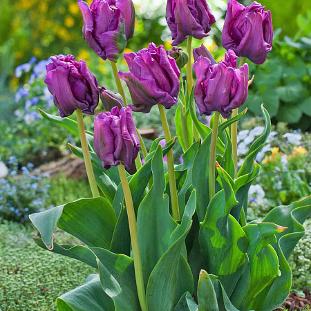 Фото Тюльпан попугайный Блю Пэрот