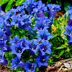 Горечавка Узколистная