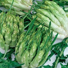 Цикорий каталонский из Галатины