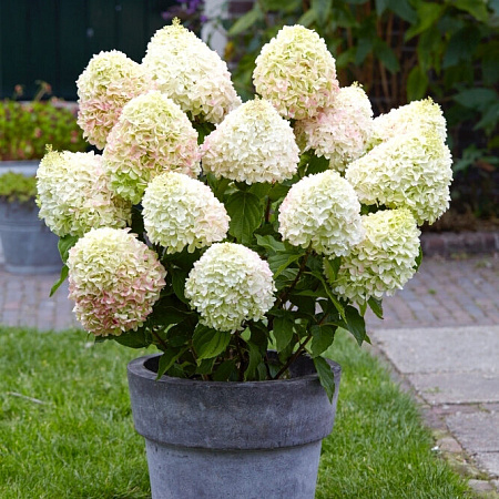 Фото Гортензия метельчатая Саммер лав