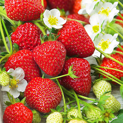 Земляника садовая Остара