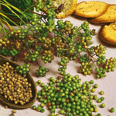 Кориандр Марино 1гр