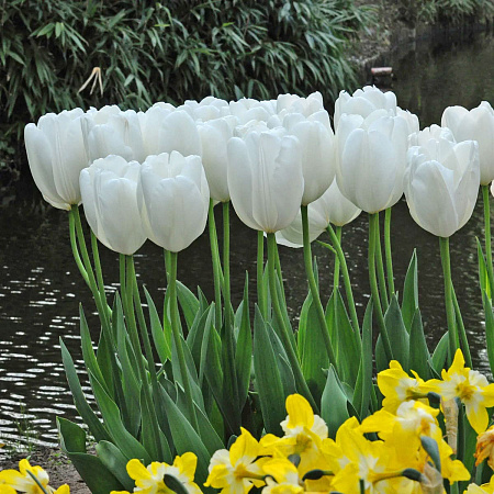 Фото Тюльпан Дарвинов гибрид Хакун