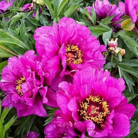 Фото Пион ИТО-гибрид Монинг Лилак