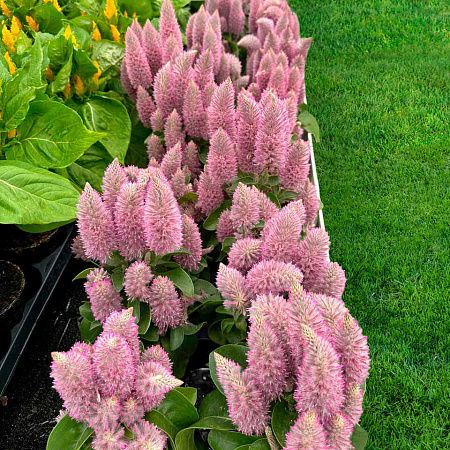 Фото Птилотус Джой