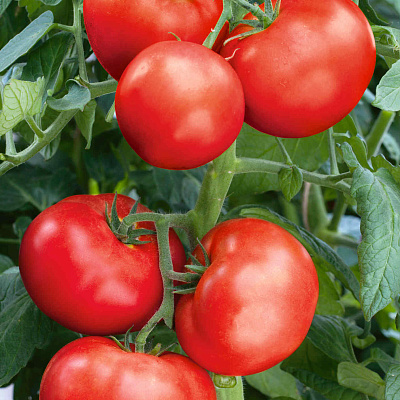 Помидор Царевич F1