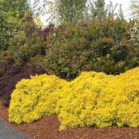 Фото Барбарис тунберга Санни