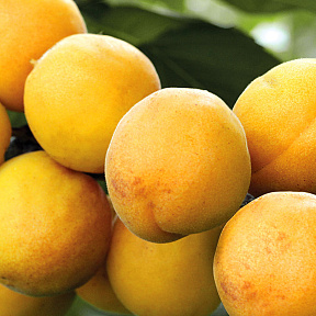 Абрикос Сибиряк Байкалова