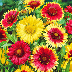 Гайлардия остистая