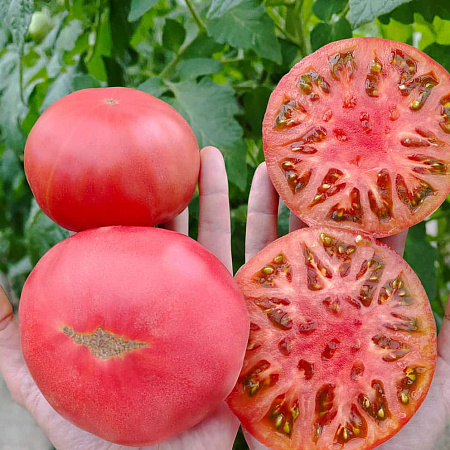 Фото Помидор Мануза F1