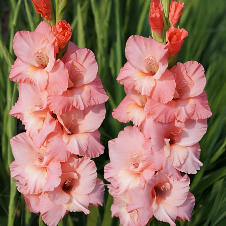 Фото Гладиолус Шуга Бейб
