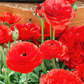 Лютик Маше Алый