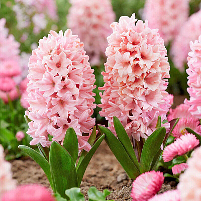 Гиацинт Эприкот Пэшн