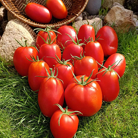 Фото Помидор Царевна Лебедь F1