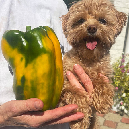 Фото Перец сладкий Сентонове F1