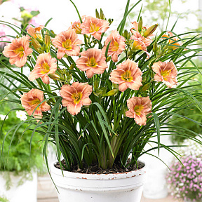 Лилейник Эври Дэйлили Роуз